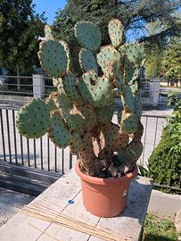 pianta di fico d'India