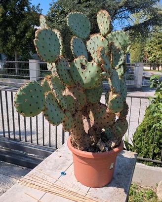 pianta di fico d'India