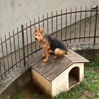 Pastore tedesco femmina 8 mesi