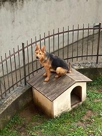 Pastore tedesco femmina 8 mesi