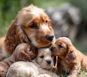 Cuccioli cocker spaniel inglese