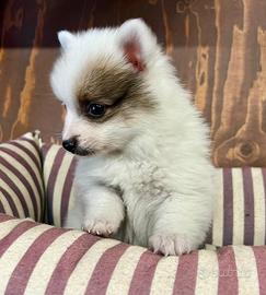 Spitz ( cuccioli di 2 mesi)