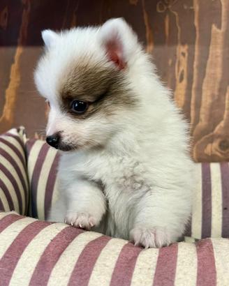 Spitz ( cuccioli di 2 mesi)