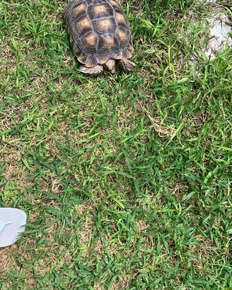 Tartaruga sulcata