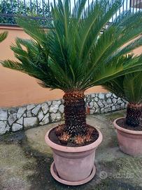 cicas grande con figli. 