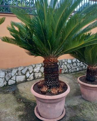 cicas grande con figli. 