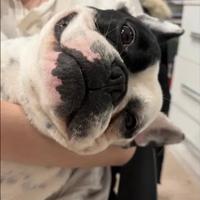 Bulldog francese monta