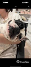 Bulldog francese monta