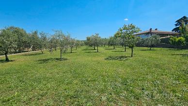 Frascati: terreno agricolo
