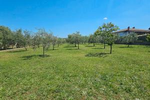 Frascati: terreno agricolo