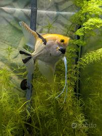 Pesce scalare maschio adulto koi