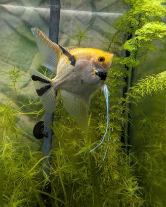 Pesce scalare maschio adulto koi
