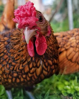 Galli/galline Sebright oro orlo nero