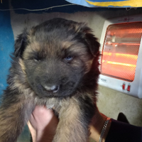 Cuccioli Pastore tedesco pelo lungo purissimi