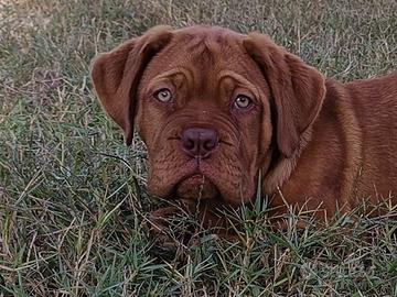 Cuccioli Dogue de Bordeaux 
