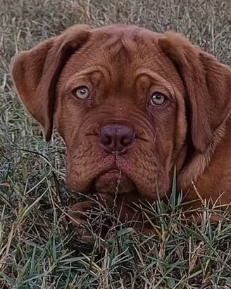 Cuccioli Dogue de Bordeaux 