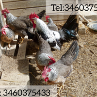 Galli Galline Livorno collo argento.U.o.V.a