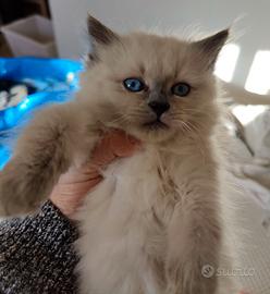Gatto siberiano cucciolo con pedigree