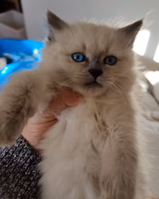 Gatto siberiano cucciolo con pedigree