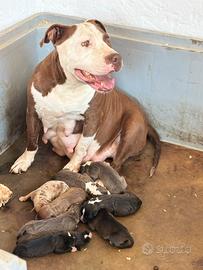 American Pitbull Ultime due femmine