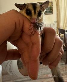 Petauro dello zucchero