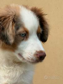 Miniature american shepherd/mini Aussie