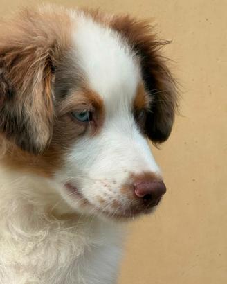 Miniature american shepherd/mini Aussie