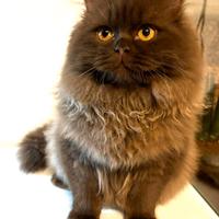 British longhair per accoppiamento / monta