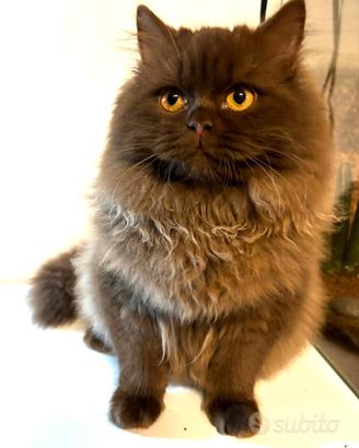 British longhair per accoppiamento / monta