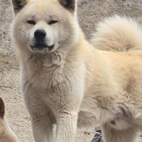 Akita Inu 2 anni e mezzo - sano, microchippato - o