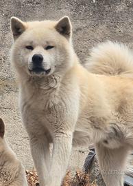 Akita Inu 2 anni e mezzo - sano, microchippato - o