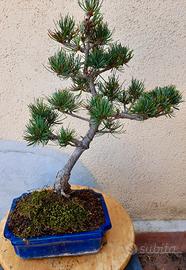 Bonsai Pino Pentaphylla 16 anni