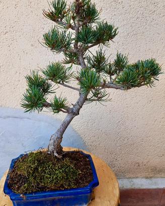 Bonsai Pino Pentaphylla 16 anni