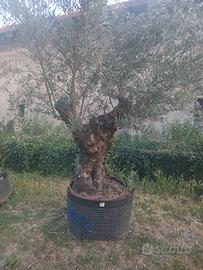 Pianta di ulivo