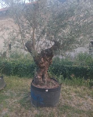 Pianta di ulivo