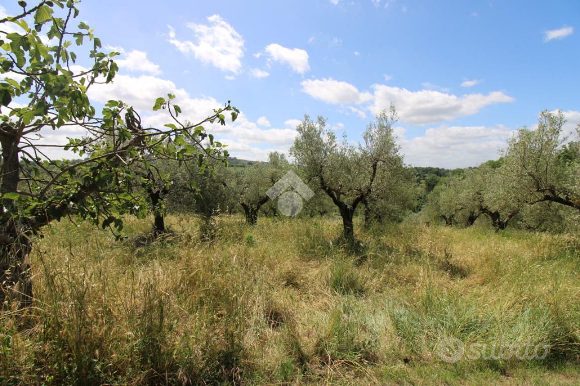 TER. AGRICOLO A MONTOPOLI DI SABINA - Altro