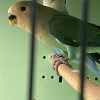 Giovani inseparabili selvatici