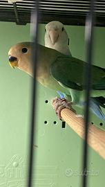 Giovani inseparabili selvatici