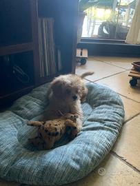 Cucciolo barboncino