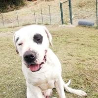 Maschio dogo argentino per accoppiamento