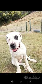 Maschio dogo argentino per accoppiamento