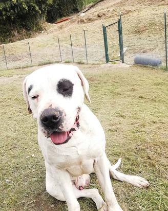 Maschio dogo argentino per accoppiamento