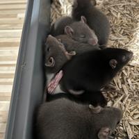 Ultimi ratti da compagnia super dolci