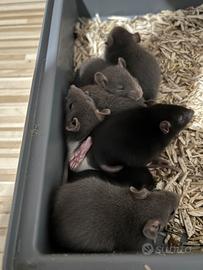 Ultimi ratti da compagnia super dolci