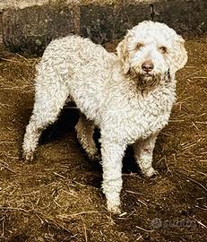 Cane Lagotto