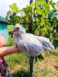 Gallo Razza Araucana inglese lavanda