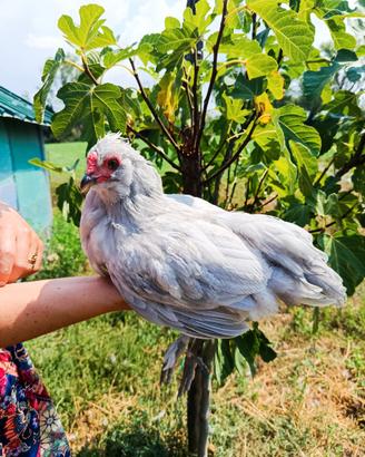 Gallo Razza Araucana inglese lavanda