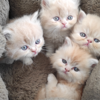 Gatti persiani