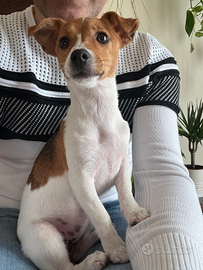 Jack Russell cucciola
