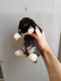 Coniglio nano ariete Panda